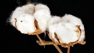 Cotton imago
