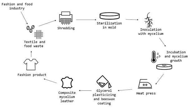 Composite sustainable mycelium leather production process in its circular fashion model