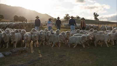 The Woolmark Company - Australian sheep fam