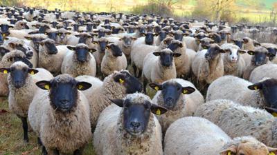 wool sheep imago